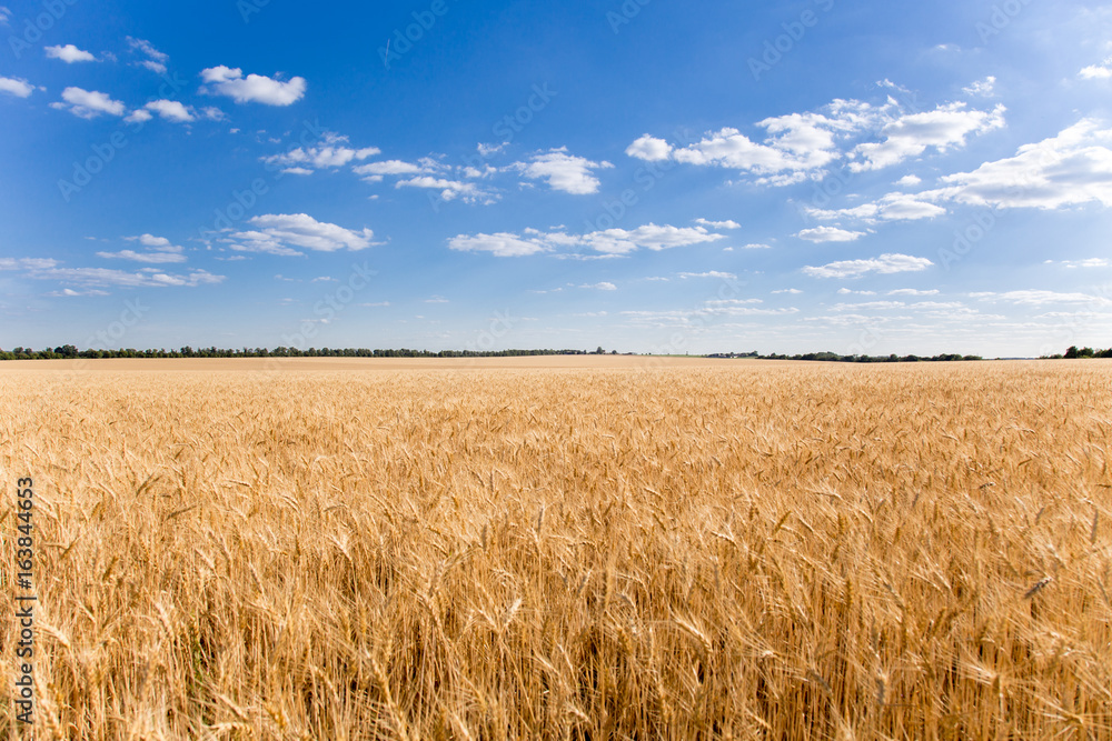 Beautiful sky over wheat field horizon