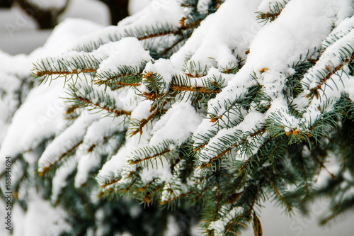 Spruce branches covered with snow © olyasolodenko