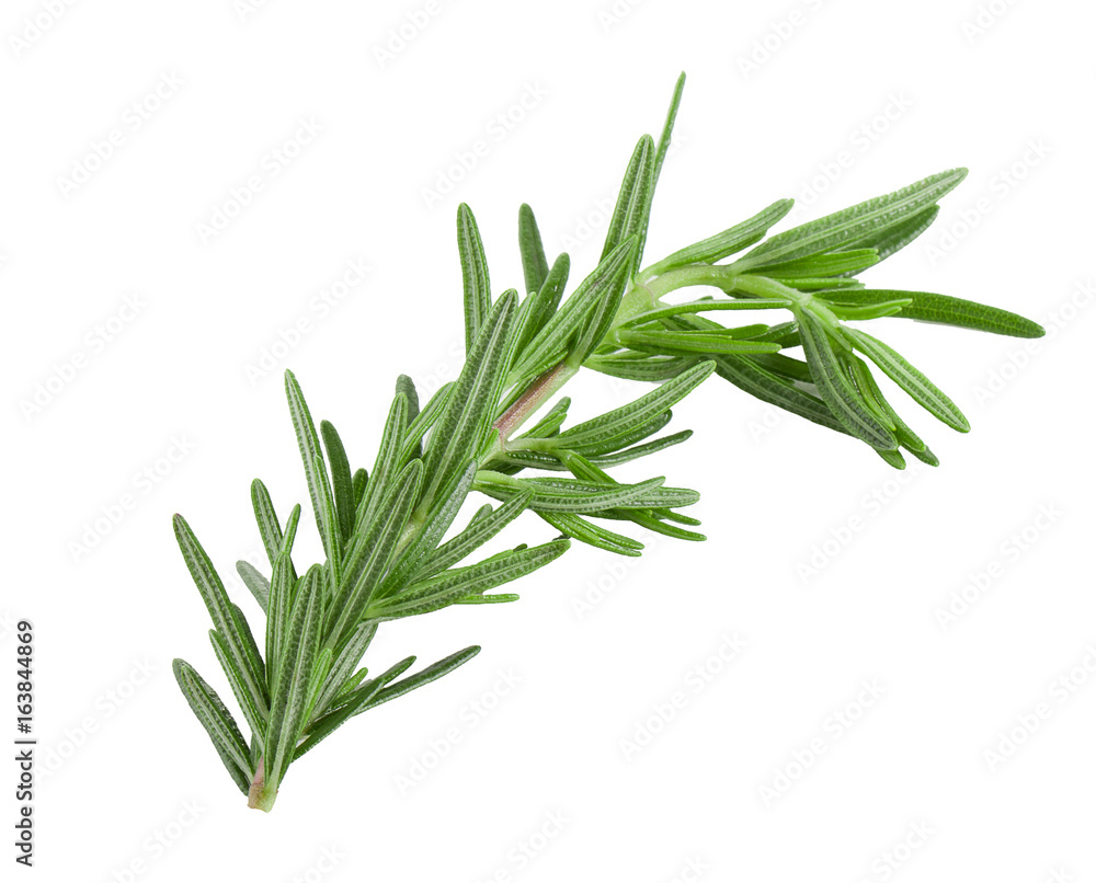 Fototapeta premium Gałązka rozmarynu na białym tle