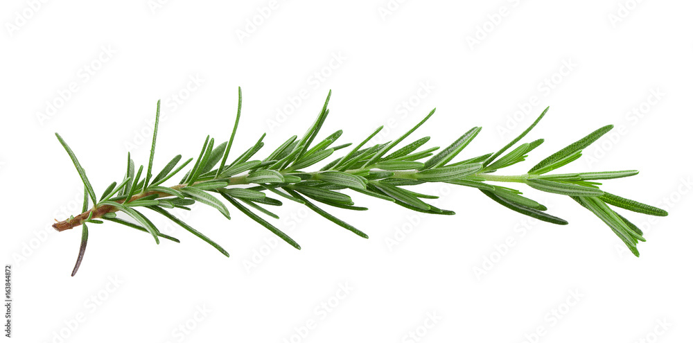 Twig of rosemary on a white background Twig of rosemary on a white background