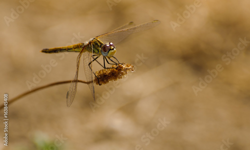 Dragonfly © Fabrice Delhoste
