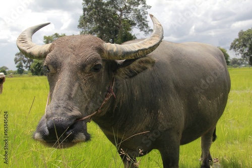 Fototapeta Naklejka Na Ścianę i Meble -  Buffalo is a four-foot animal that feeds on long, spiky, and spiked cats. Grass is a food to live in a rural outdoor field.