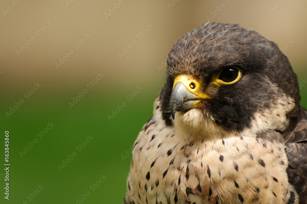 Falcon Falcon