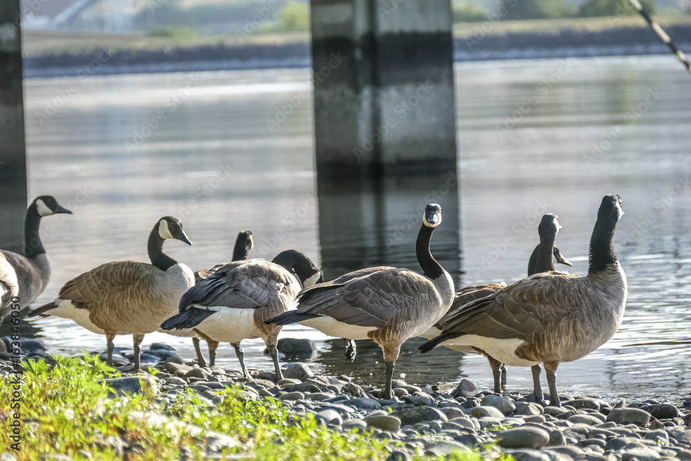 Fototapeta premium Flock
