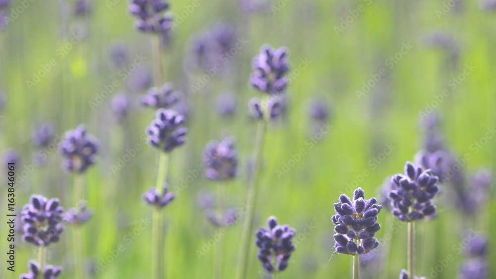 Naklejka premium ラベンダー