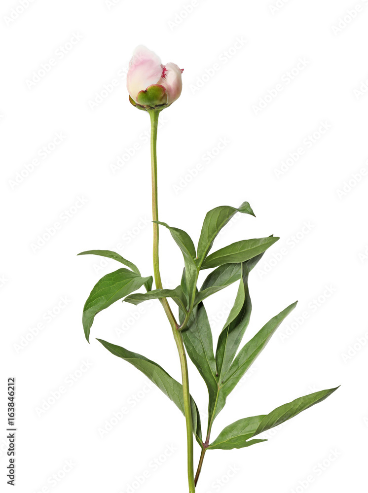 Obraz premium Bud of beautiful peony flower on white background