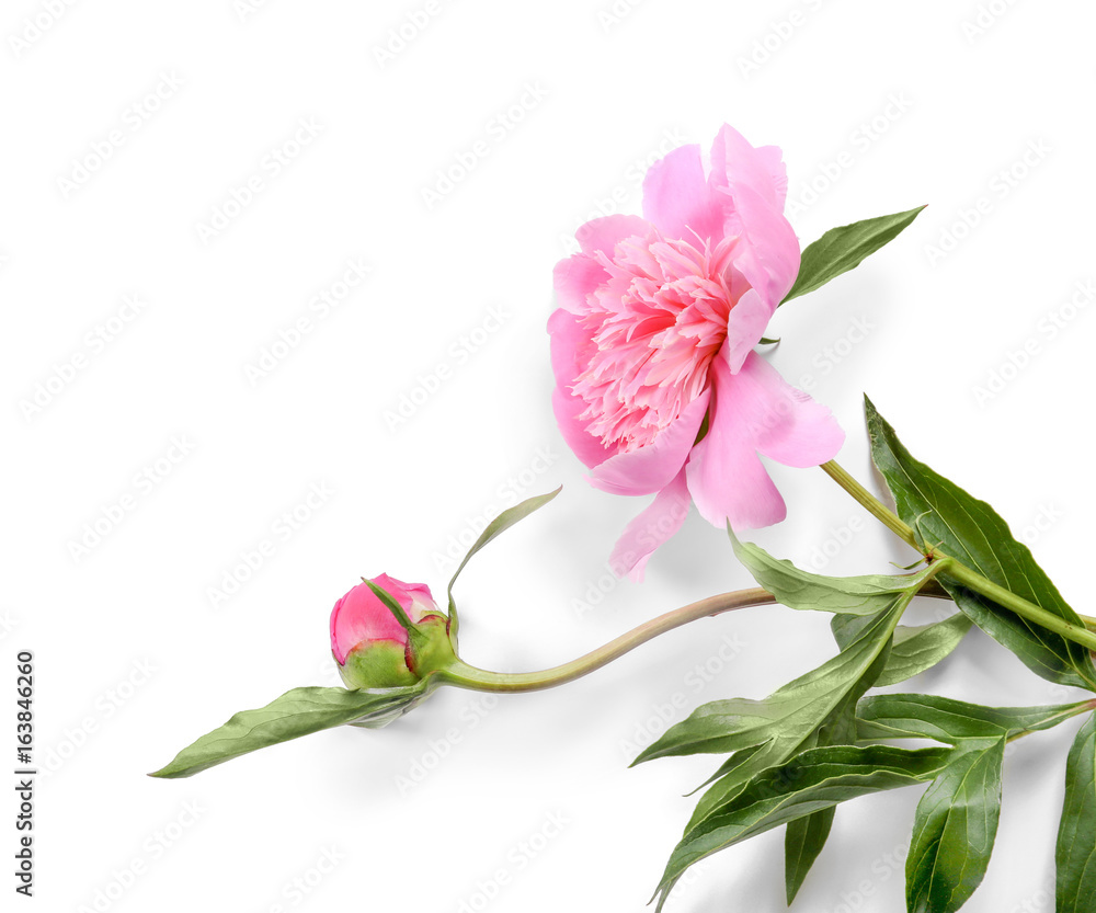 Composition of beautiful peonies on white background Composition of beautiful peonies on white background