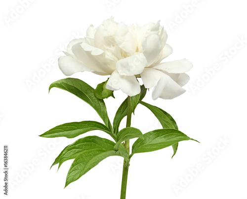 Fototapeta Naklejka Na Ścianę i Meble -  Beautiful peony flower on white background
