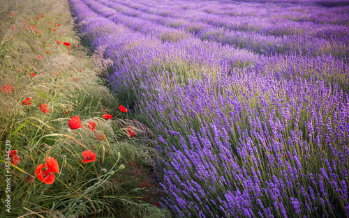 Fototapeta Naklejka Na Ścianę i Meble -  Blooming lavender fields in Little Poland with red poppies