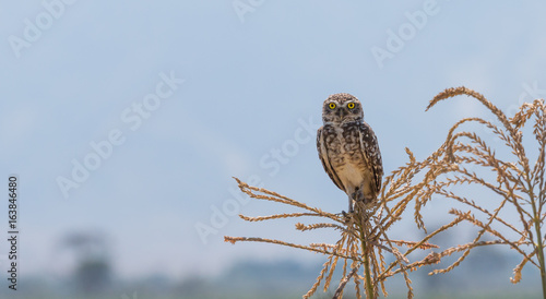 small owl standing on a corn plant