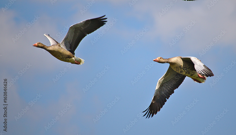 Fototapeta premium Two greylag geese in flight