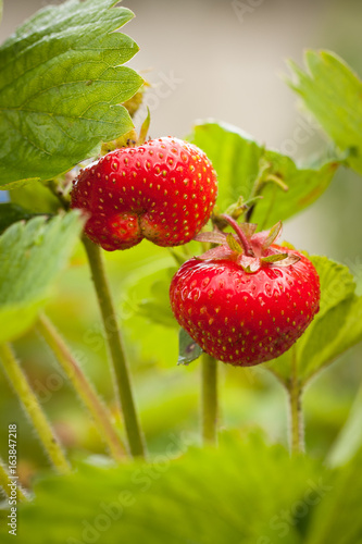 Juicy Red Strawberries With Green Leaves Grown In Summer Garden Close Up.