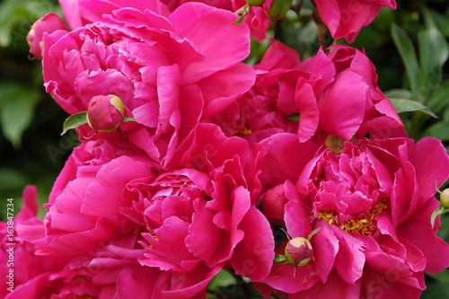 Beautiful bright pink peonies in the summer garden