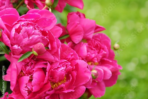 Beautiful bright pink peonies in the summer garden © Angelic