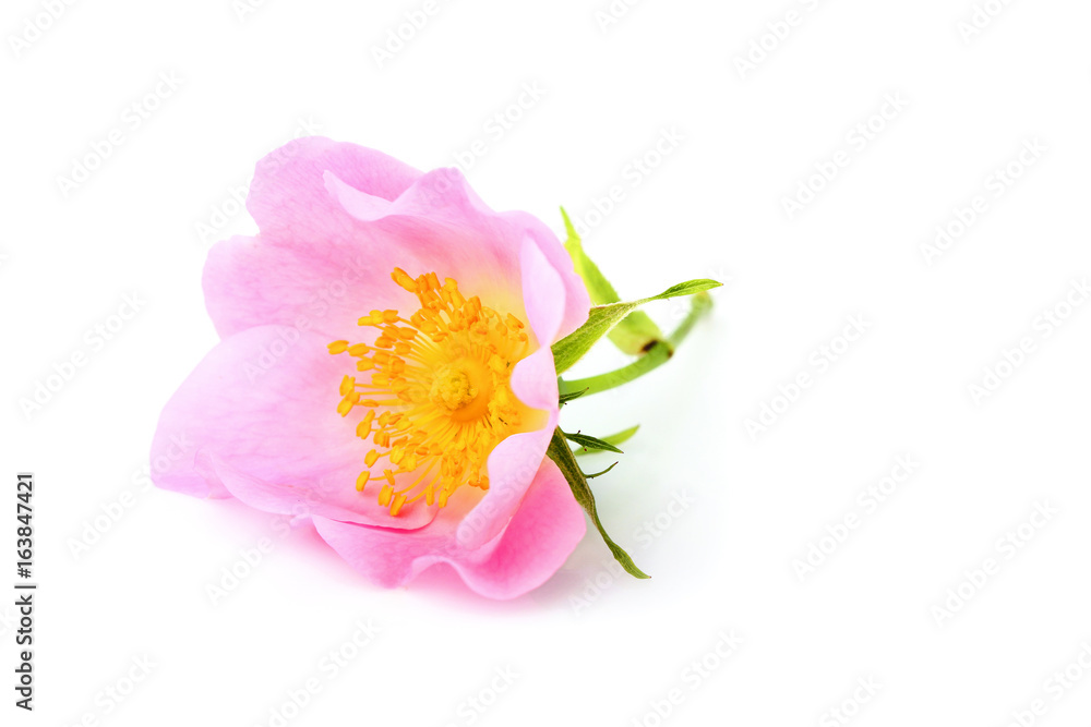 Obraz premium Dog rose; Rosa canina flower isolated.