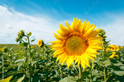 Blooming sunflowers and honey bees polinating them