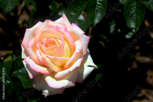 Beautiful rose