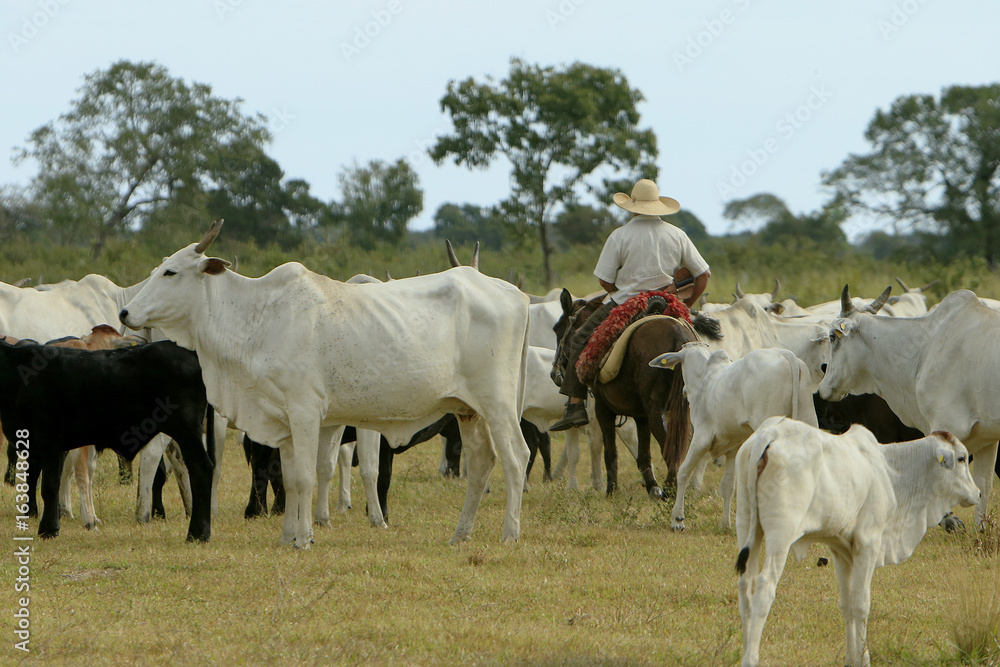 Fazenda de gado - MS Fazenda de gado - MS