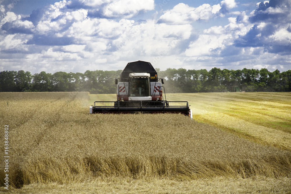 Fototapeta premium combine harvester working on a wheat field.