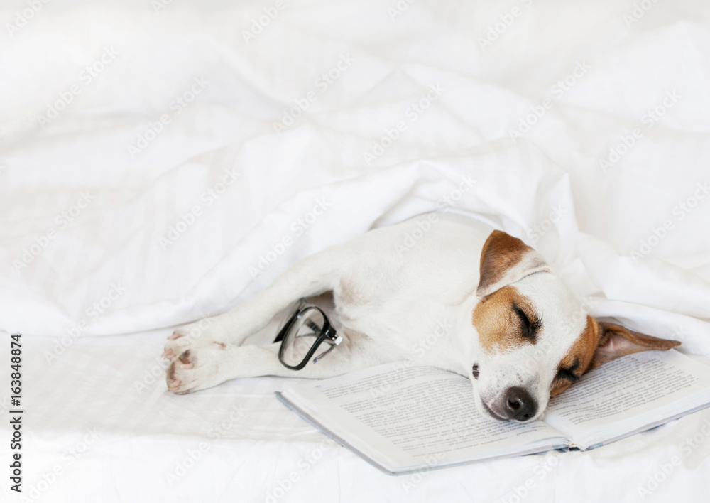 Obraz premium Sleeping dog with book