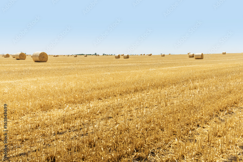 Round bales of straw at the field, harvest, ukraine