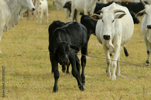 Wallpaper Mural Fazenda de gado - MS Torontodigital.ca