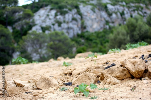 Wallpaper Mural barrage du revest végétation  Torontodigital.ca