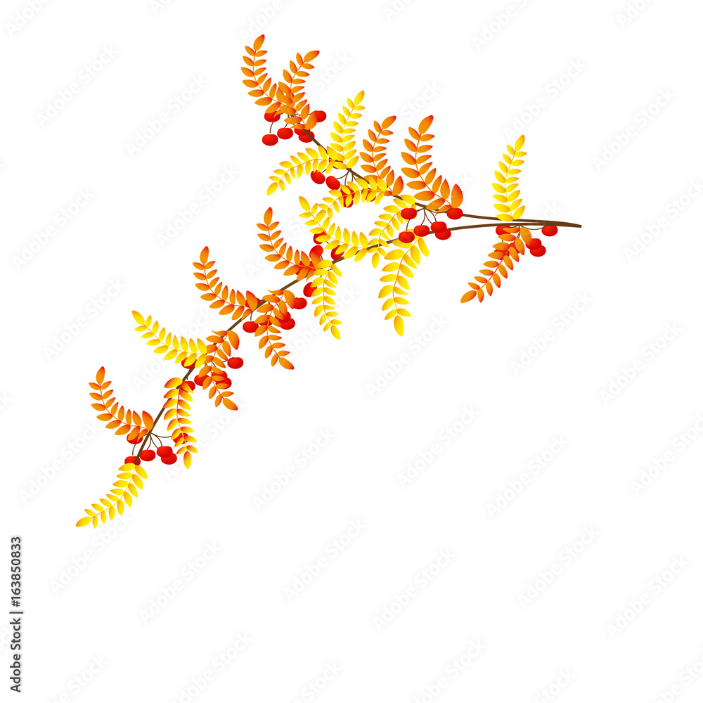 Branch of rowan berries autumn
