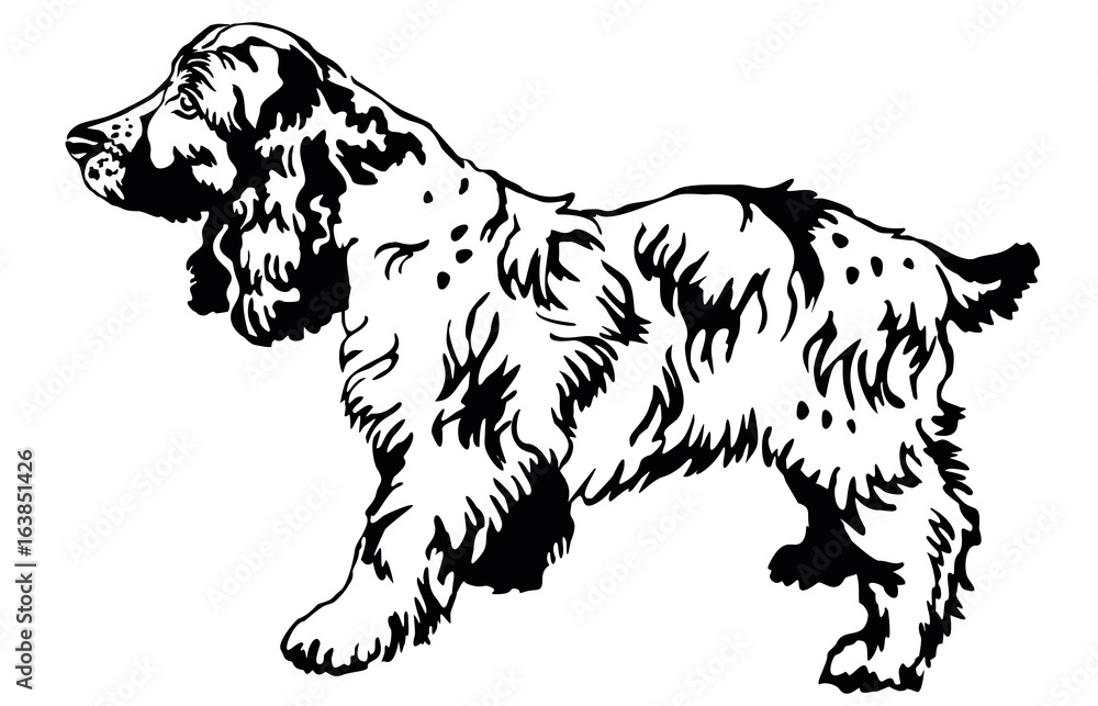 Decorative standing portrait of dog Russian Spaniel, vector illustration