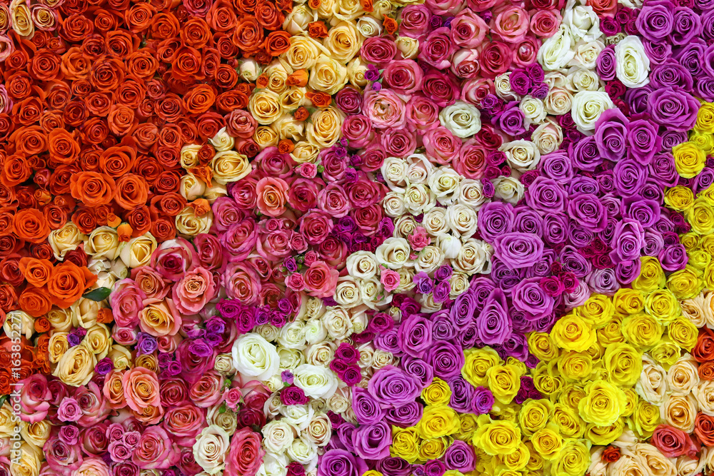 Beautiful wall made of colourful roses