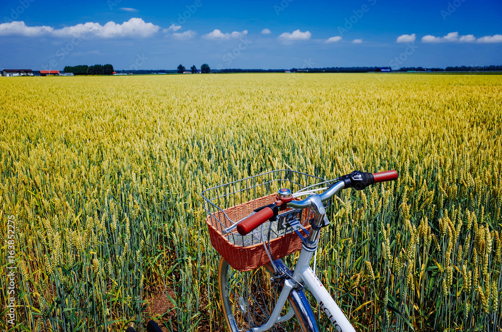 麦畑と自転車