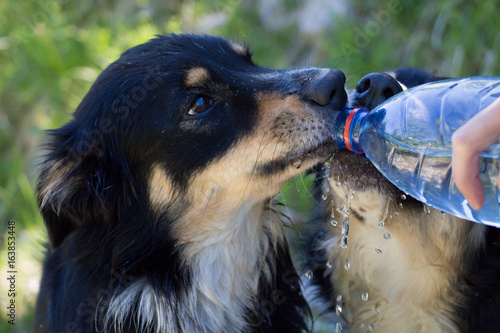 Foto L'hydratation des chiens en balade