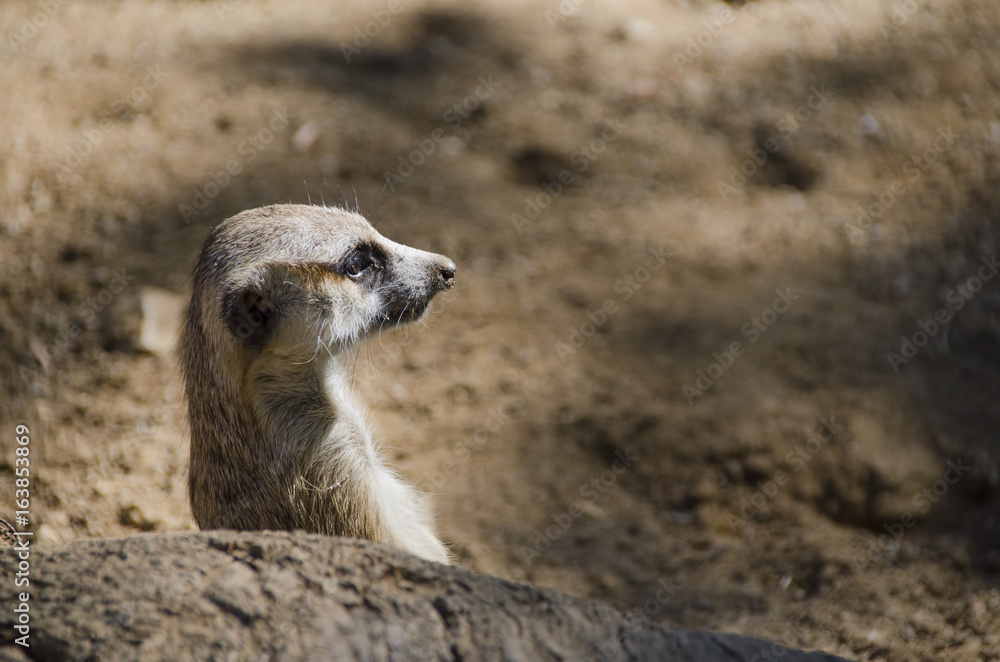 Fototapeta premium Cute Meerkat in Contemplation