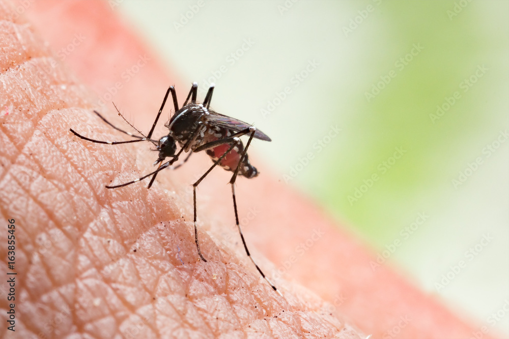 Aedes aegypti Mosquito. Close up a Mosquito sucking human blood. Aedes aegypti Mosquito. Close up a Mosquito sucking human blood.