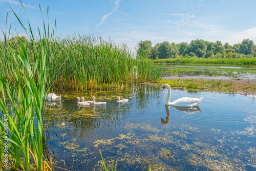 Swans and cygnets swimming in a lake in summer