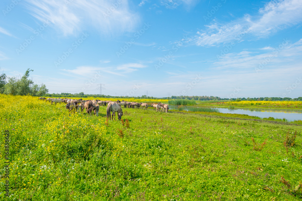 Feral horses along the shore of a lake in summer