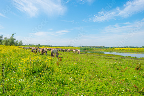 Feral horses along the shore of a lake in summer