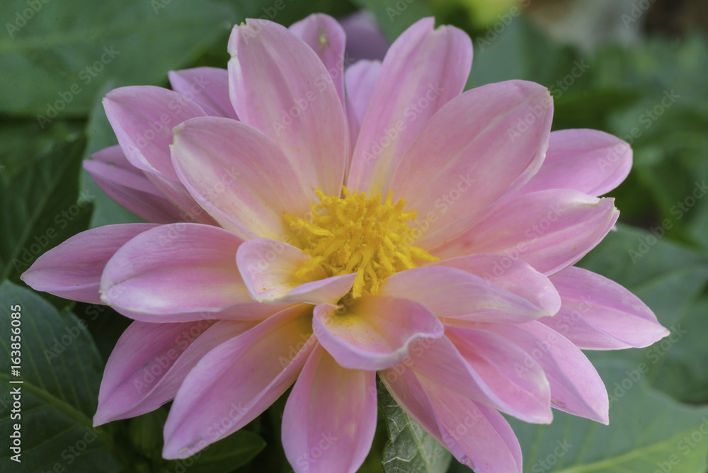 horizontal soft pink blooming dahlia flower. green stem. shallow depth of field. room for copy