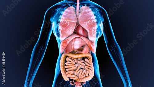 Fotografía 3d illustration of human body organs anatomy