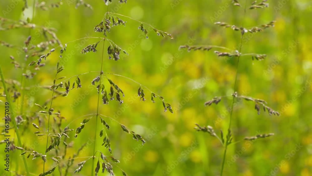 Field Of Green Grass Swaying Of Wind Field Of Green Grass Swaying Of Wind