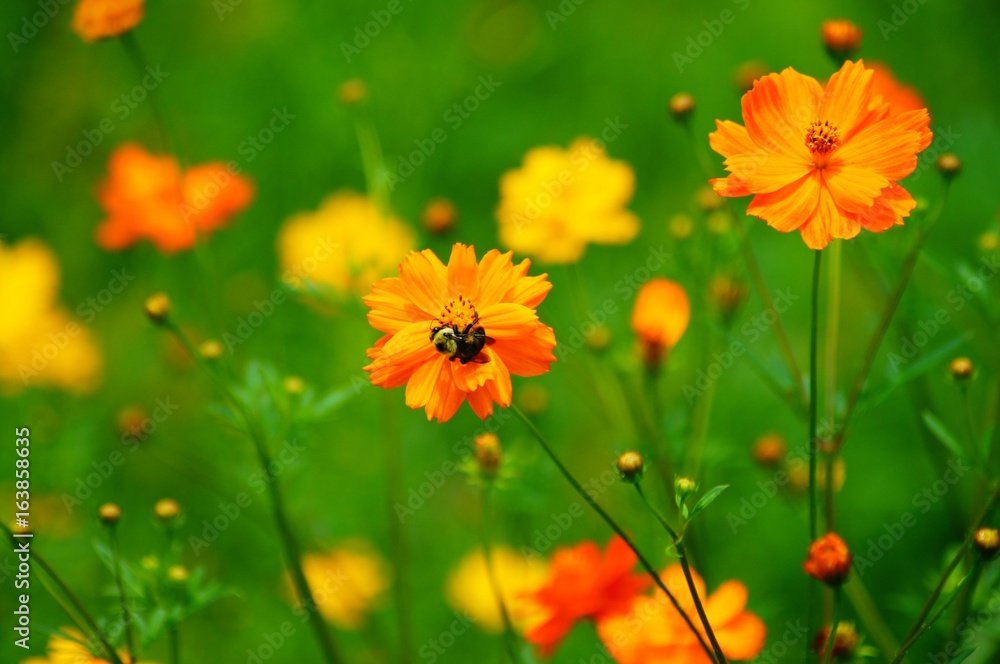 Butterflies and Bees Among Beautiful Wildflowers in a Field