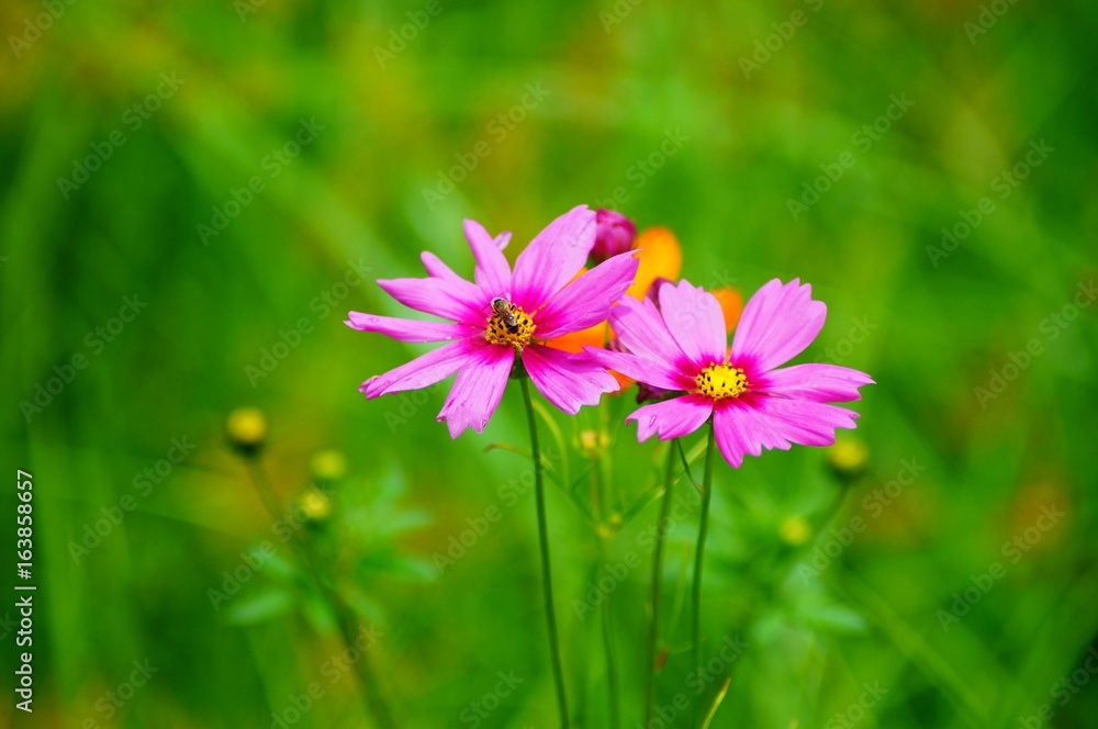 Butterflies and Bees Among Beautiful Wildflowers in a Field Butterflies and Bees Among Beautiful Wildflowers in a Field