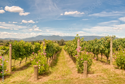 Фотография Rows of vines in a Yarra Valley vineyard - Yarra Glen, Victoria, Australia