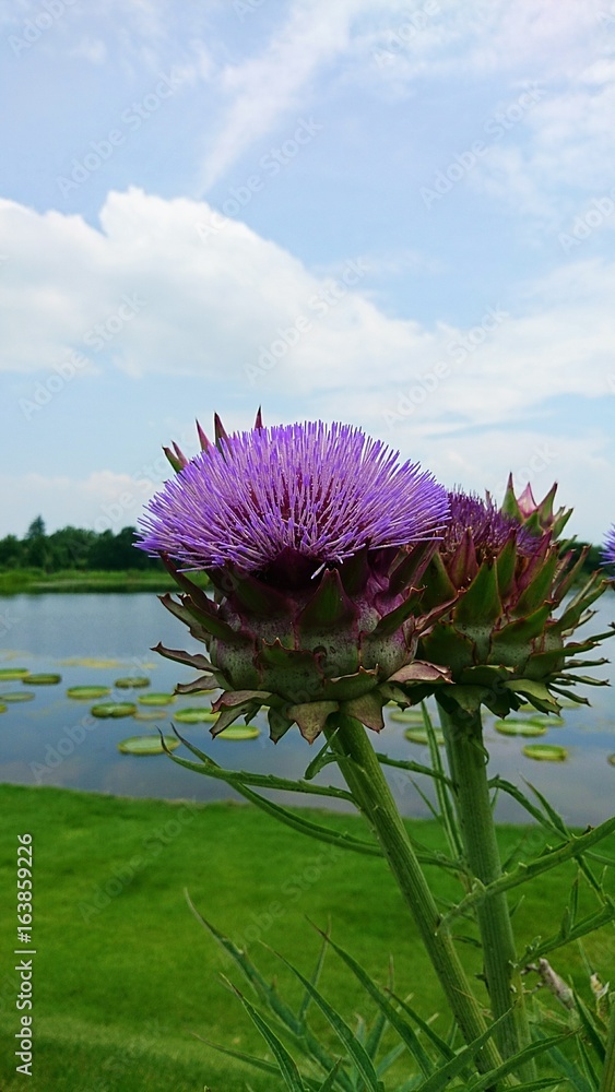 珍しい菊の花 アーティチョーク グリーングローブ Stock Photo Adobe Stock