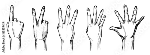 Counting with fingers hands 1,2,3,4,5