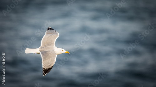 Gaviota