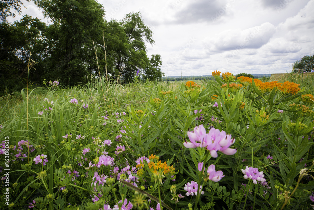 Bloomington MN National Wildlife Refuge landscape. pink and orange flowers with trees and big sky