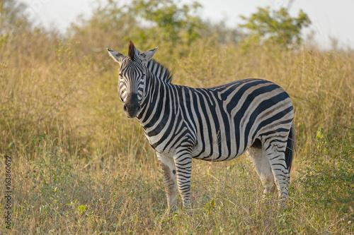 Zebra Classic Pose