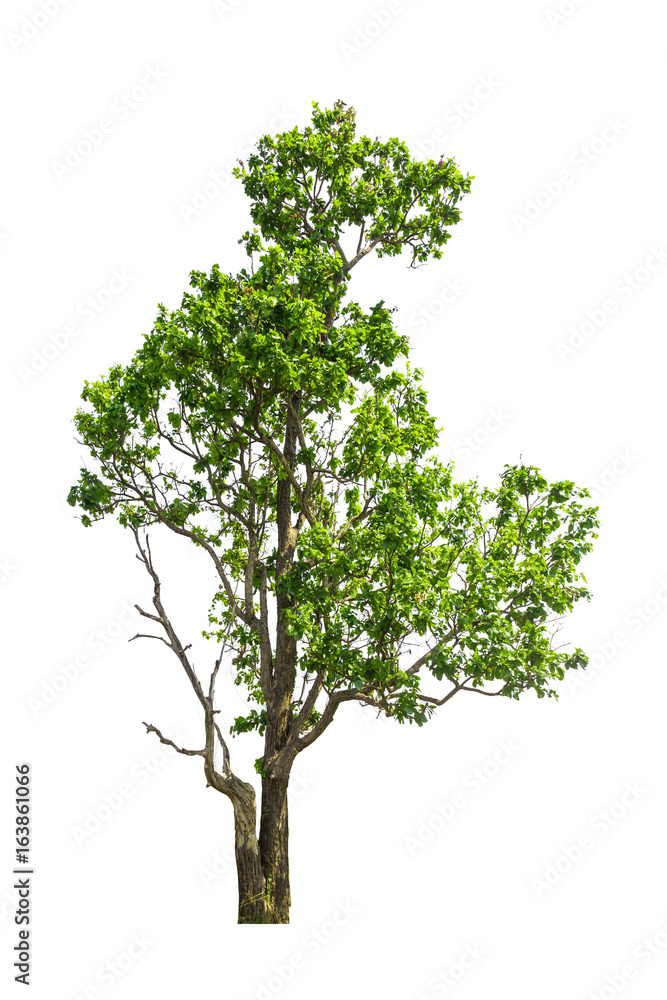 collections green tree isolated. green tree isolated on white background. collections green tree isolated. green tree isolated on white background.