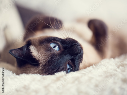 Obraz na plátně Close up of a cute blue-eyed siamese cat lying on a fluffy plaid